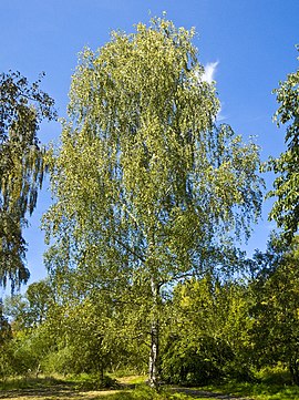 Groeve berke (Betula pendula)