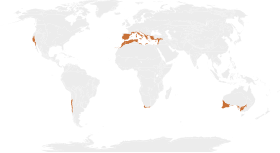 rozšíření středomořských lesů