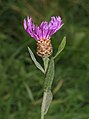 Centaurea jacea