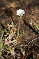 Cerastium arvense