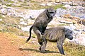 Tschakma Paviane bei der Paarung bei Cape Point in Südafrika