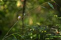 "Chestnut-crowned-Warbler.jpg" by User:Mildeep