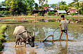 Karbouw voor de ploeg in Laos