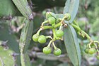 Cissus quadrangularis