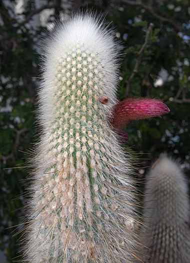 Wooly torch cactus