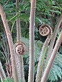 Brote de Cyathea