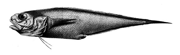 Diplacanthopoma raniceps