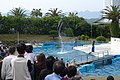 Spectacle de dauphins.