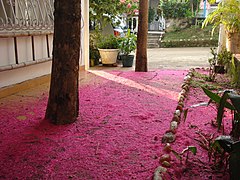 Flores de Pomarroso Condominio Hacaritama Melgar Tolima Colombia - panoramio.jpg