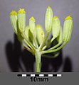 Umbellet, with fruits