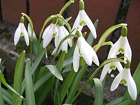 Puistolumikello (Galanthus nivalis)