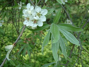 Pilebladet pære (Pyrus salicifolia) Foto: Radomił Binek