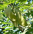 Kentucky Coffeetree seed pods at DeSoto National Wildlife Refuge