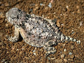 Солнечная рогатая ящерица (Phrynosoma solare)