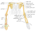رسم توضيحي لعظام الذراع في الإنسان