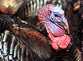 Head of a male wild turkey