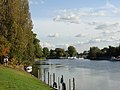 Image 6The lower end of the Staines-upon-Thames reach of the Thames, showing typical trees of the next reach and Penton Hook Island, a small nature reserve. (from Portal:Surrey/Selected pictures)