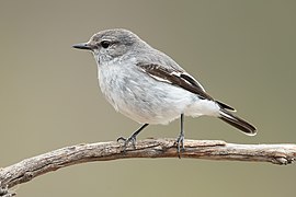 Melanodryas cucullata 2 - Glen Davis