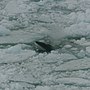 Thumbnail for Antarctic minke whale