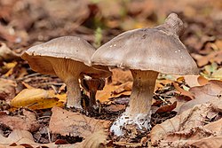 Pilkoji tauriabudė (Clitocybe nebularis)