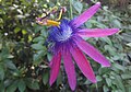 Passiflora loefgrenii