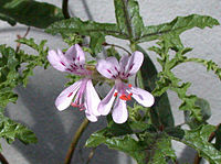 Pelargonium quercifolium