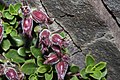 Penstemon davidsonii