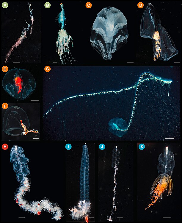 (A) Rhizophysa eysenhardtii, escala de la barra = 1 cm. (B) Bathyphysa conifera, escala de la barra = 2 cm. (C) Hippopodius hippopus, escala de la barra = 5 mm. (D) Kephyes hiulcus, escala de la barra = 2 mm. (E) Desmophyes haematogaster, escala de la barra = 5 mm. (F) Sphaeronectes christiansonae, escala de la barra = 2 mm. (G) Praya dubia, escala de la barra = 4 cm. (H) Apolemia sp., escala de la barra = 1 cm. (I) Lychnagalma utricularia, escala de la barra = 1 cm. (J) Nanomia sp., escala de la barra = 1 cm. (K) Physophora hydrostatica, escala de la barra = 5 mm.