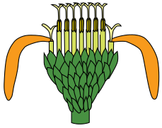 Capítulo: flores con perianto discoide (interiores), rayos (externas). Del interior al exterior y de arriba abajo: Blanco, ápice del gineceo (el estilo con dos ramas). En amarillo fuerte: ápice de los estambres (anteras unidas formando un tubo). Amarillo claro y naranja: perianto gamopétalo (incluyendo la larga lígula del rayo). Verde oscuro: filarios.