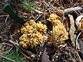 Ramaria lutea