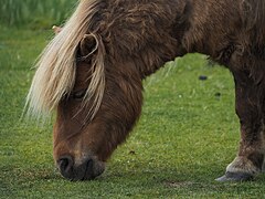 Shetland alezan crins lavés, vu de profil, broutant