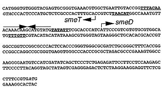 SmeT and SmeDEF transcription start sites.jpg