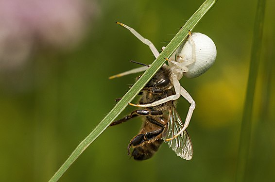 A Spider (Misumena vatia) killed a bee in Bratental Nature Reserve, Göttingen, Lower Saxony,