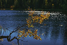 Svartdalstjerna Lakes Primeval Forest Nature Reserve of the Totenaasen Hills in Norway 27.jpg