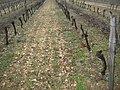 Terroir calcaire : on distingue au sol les petits cailloux blancs calcaires.