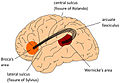 Arcuate fasciculus connects Broca's area and Wernicke's area.