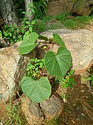 Vitaceae Tiruvannamalai.jpg