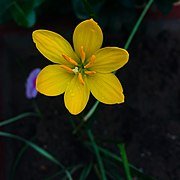 Water Lilly yellow.jpg