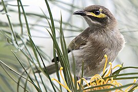 Yellow-faced Honeyeater grevillea.jpg