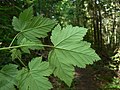 Acer glabrum