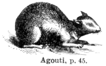 Agouti.png