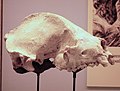 Cast skull of Ailuropoda microta