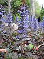 Ajuga reptans