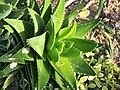 Thumbnail for File:Aloe perfoliata Aloes 2019-04-14 02.jpg