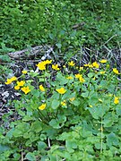 Caltha palustris Knieć błotna 2020-04-30 02.jpg