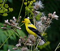 * Nomination Male American goldfinch (Carduelis tristis) in Scarlett Mills Park --Mykola Swarnyk 01:52, 18 September 2015 (UTC) * Promotion Good quality -- Spurzem 22:07, 18 September 2015 (UTC)