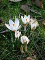 Crocus biflorus (F)