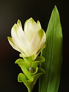 Curcuma longa.jpg