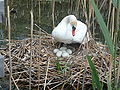 Um cisne-branco em seu ninho.