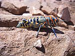 Obojeni skakavac, Dactylotum bicolor, odvraća predatore upozoravajućom bojom.